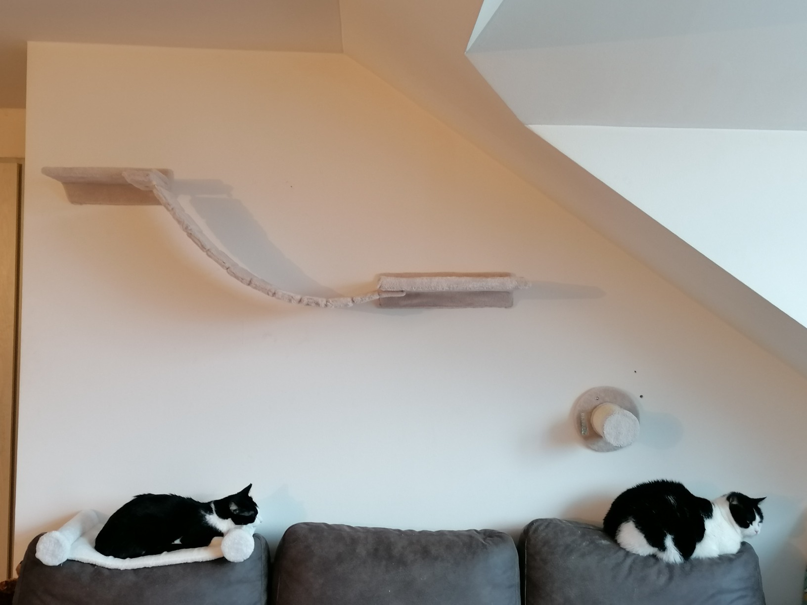 Bien pour chats légers
