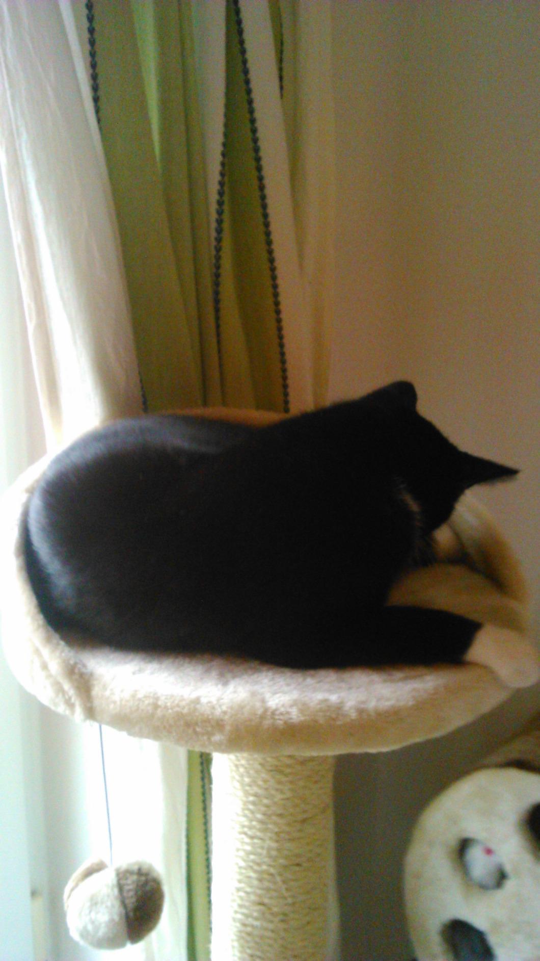 Mes chats l'adorent