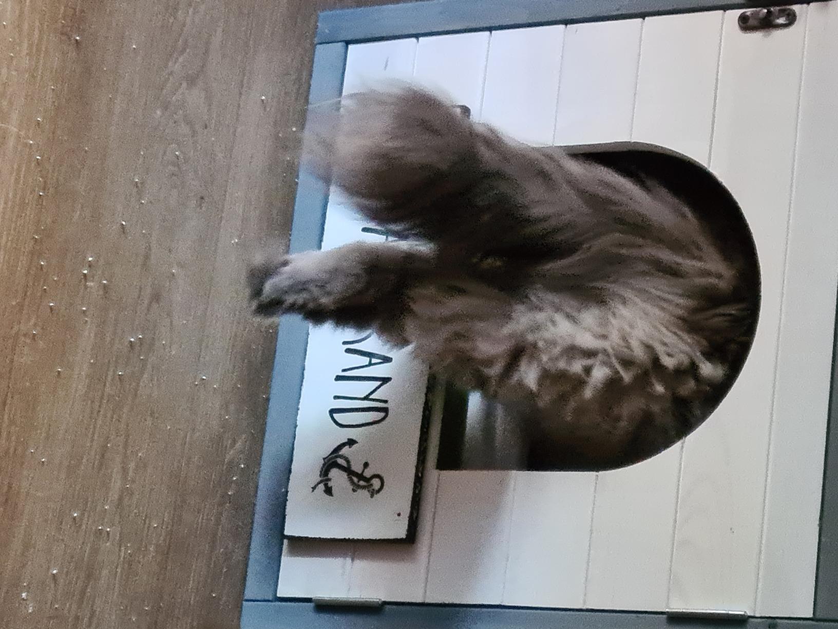 Mon chat dort toujours dessus