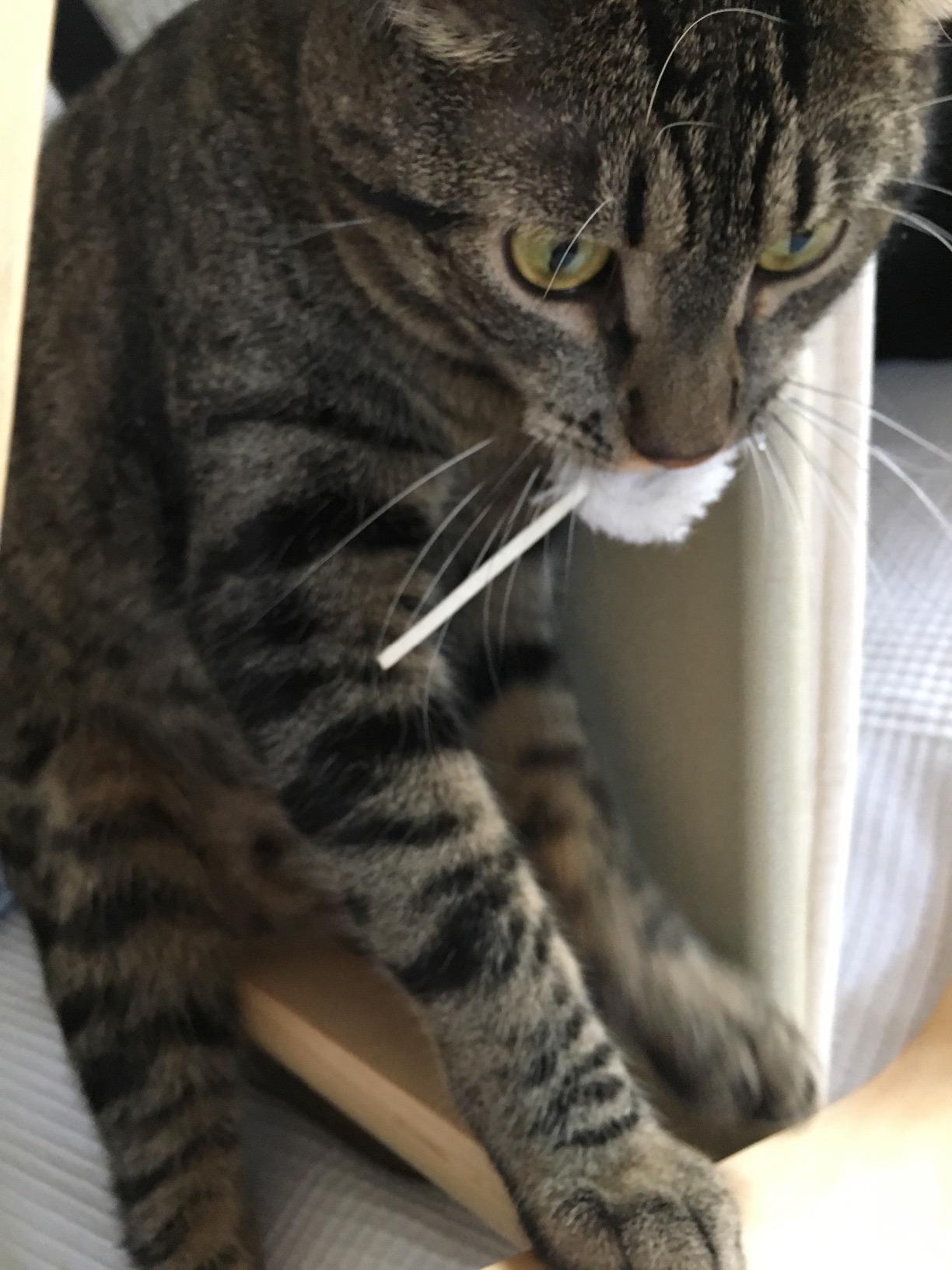 Parfait pour chaton joueur
