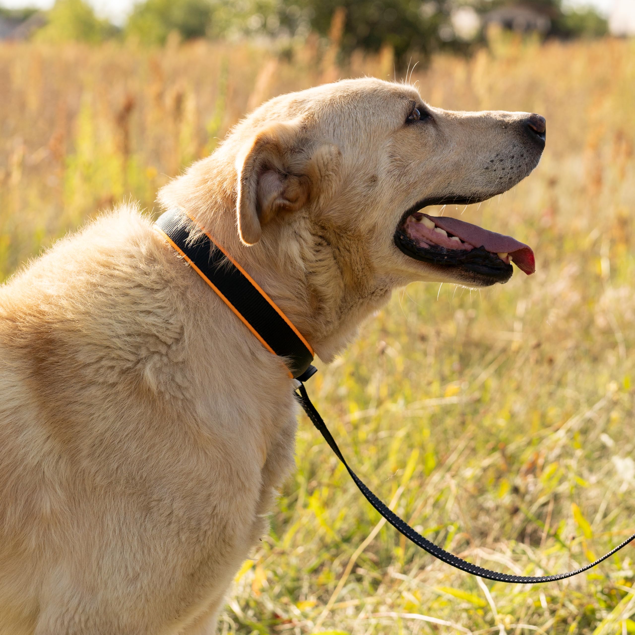 ferplast-ergofluo-c25-51-collier-de-dressage-pour-chien-orange image 2