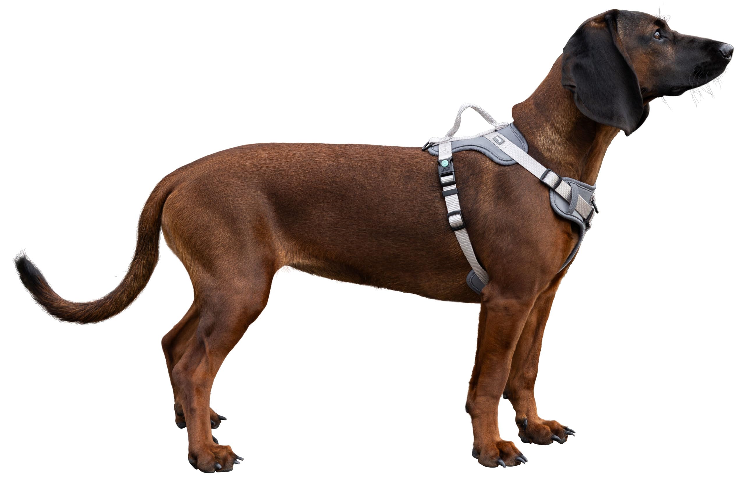 kerbl-pet-fitty-harnais-sportif-en-y-pour-chien-25-mm-x-50-85-cm-gris-beige-nylo image 2
