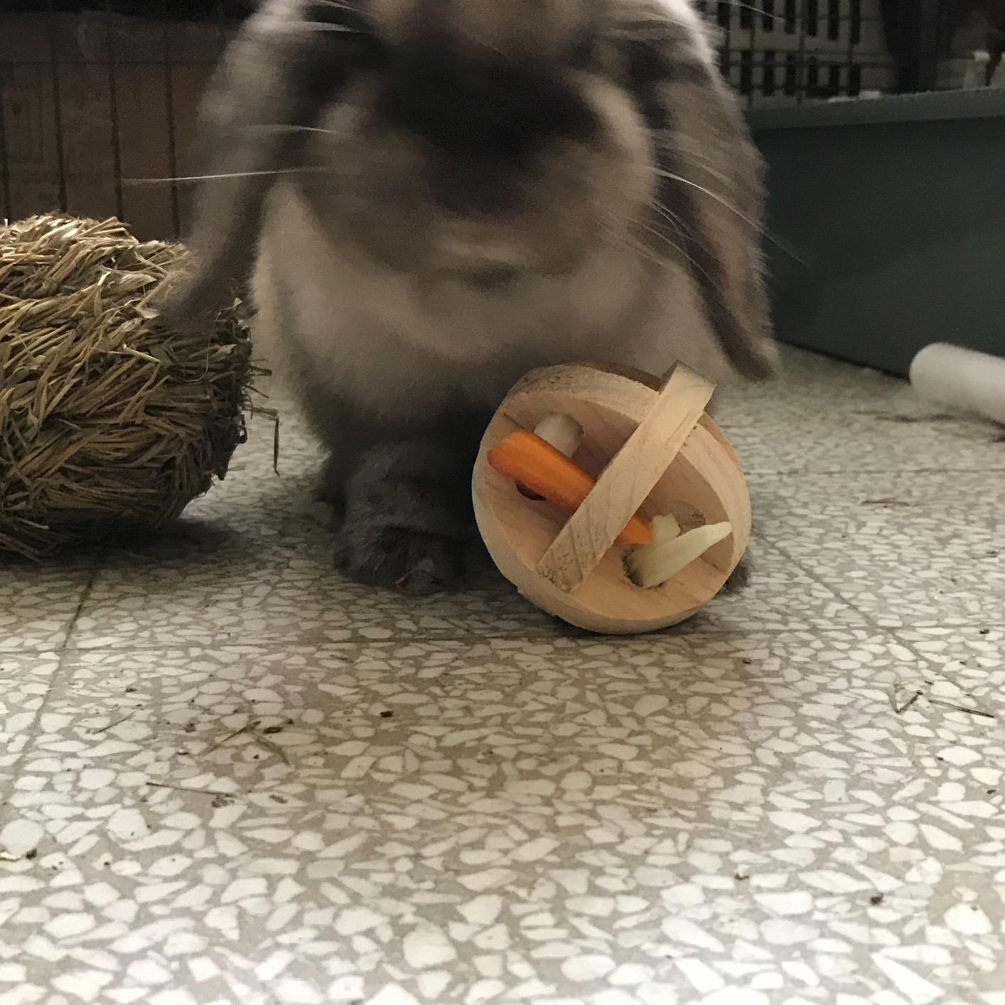 Trop petite pour mon gros lapin