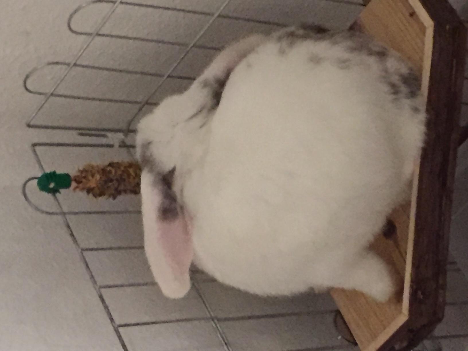 Adoptée direct