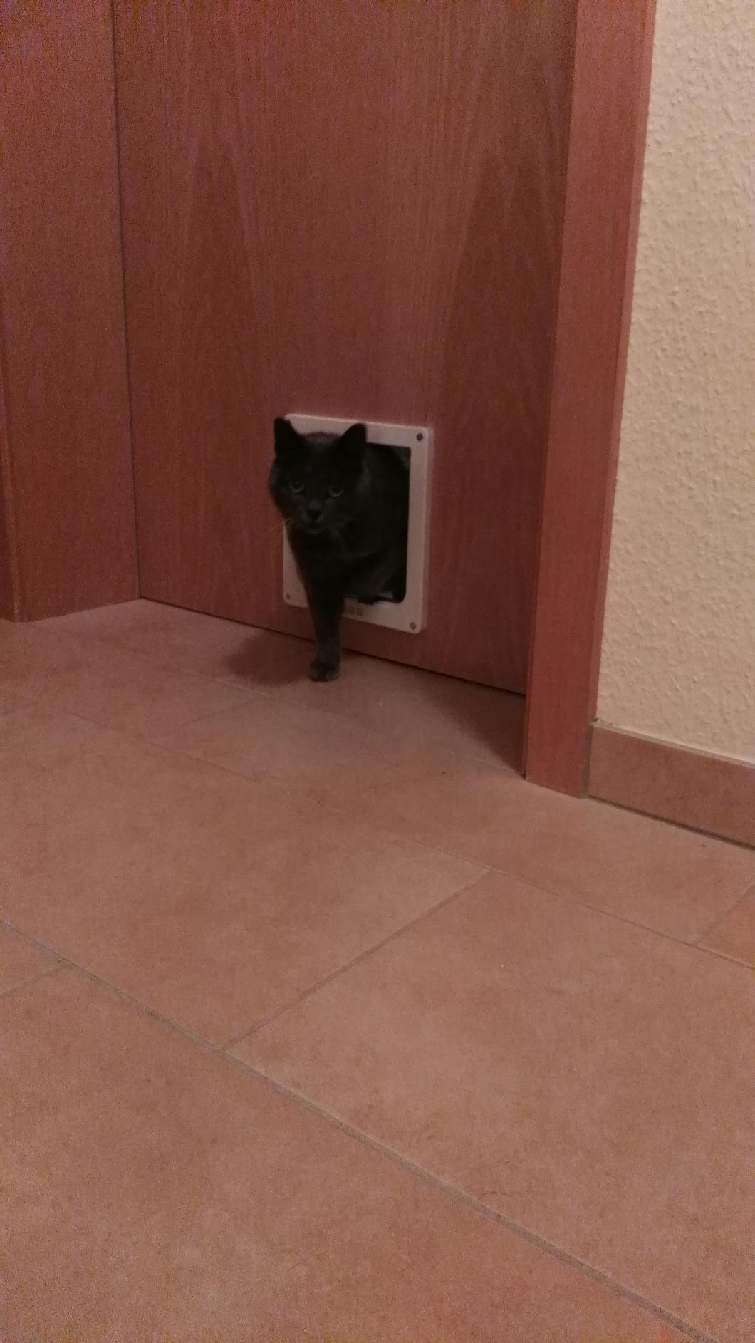 Trop juste pour très gros chat