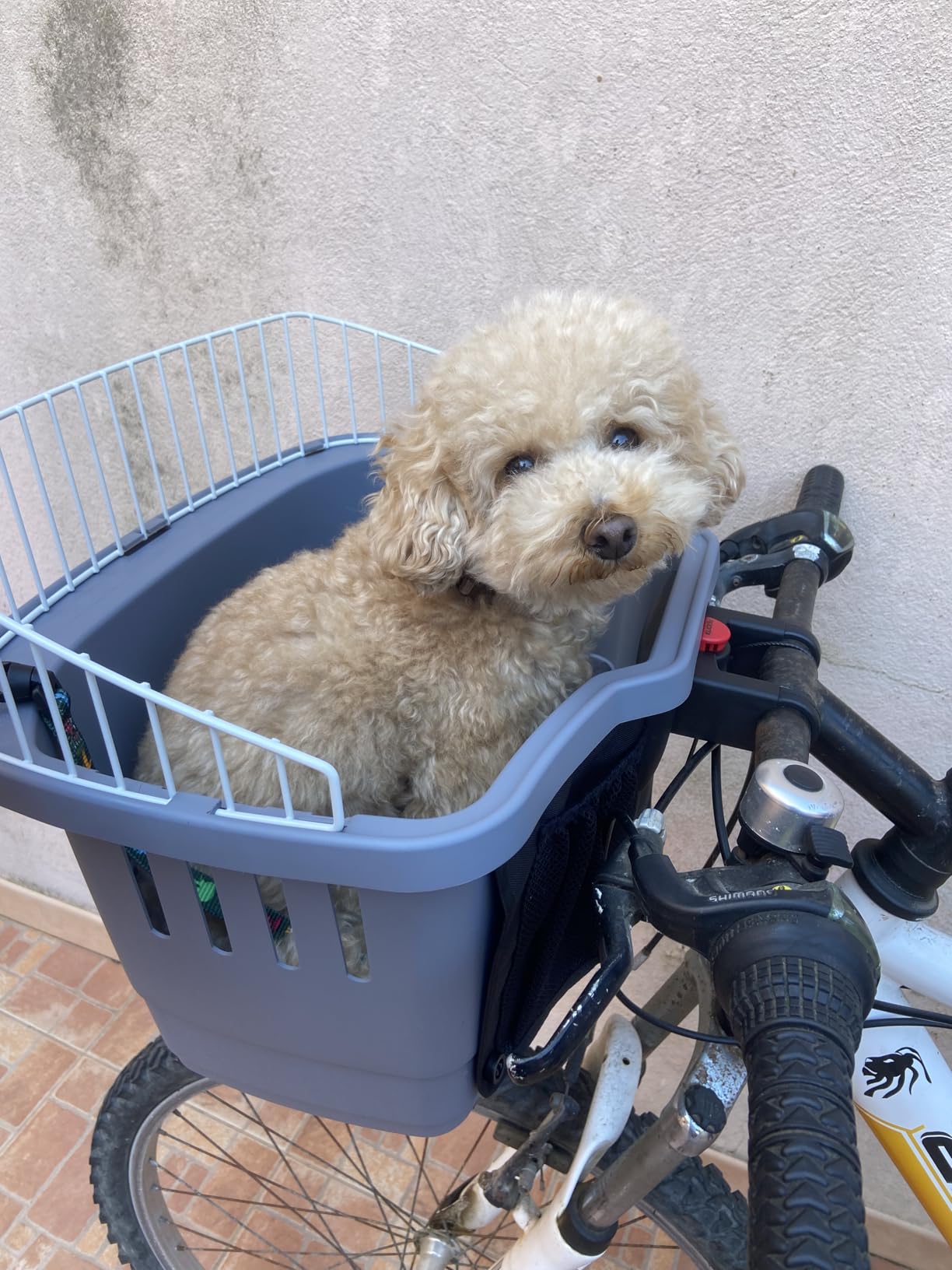 Mon chien l'a adopté