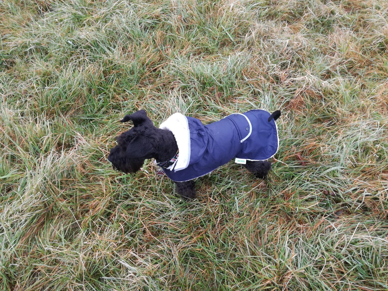 Top pour chien à poil court