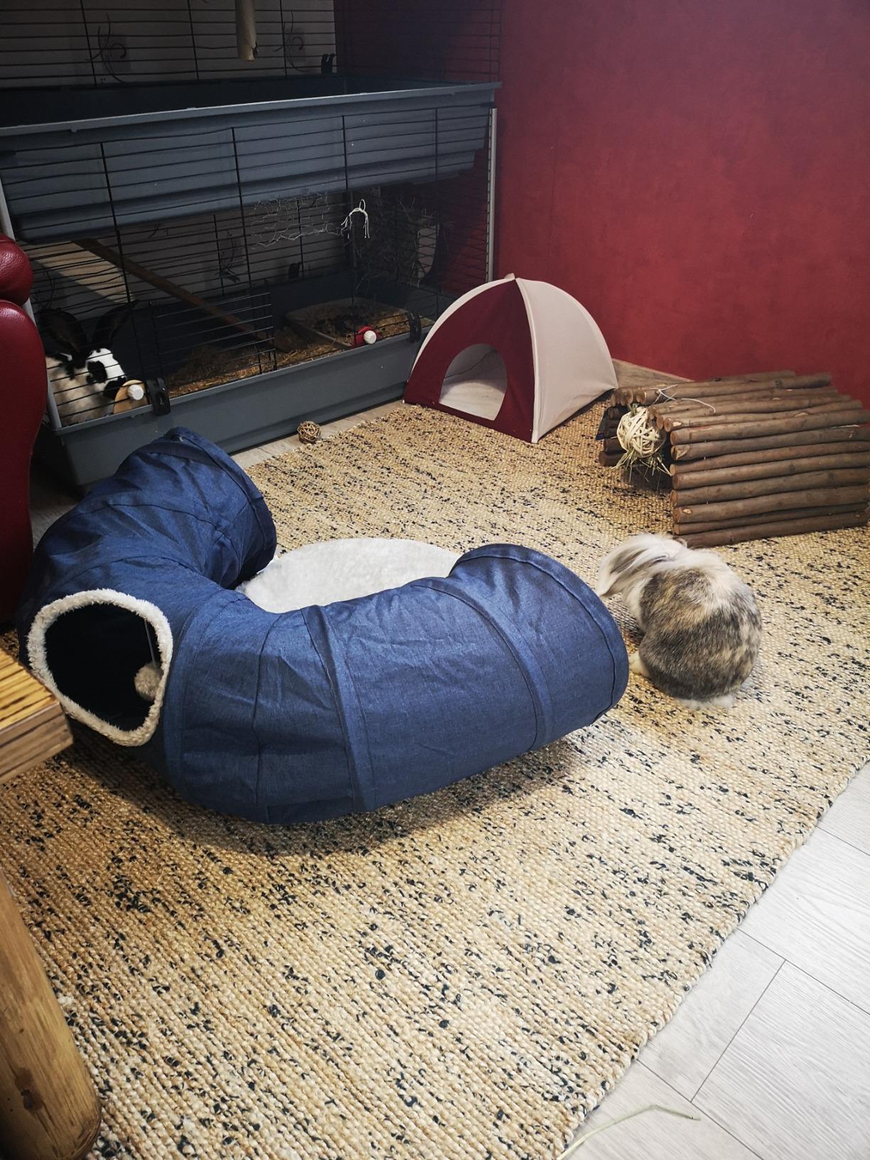 Mon chat ne le quitte plus