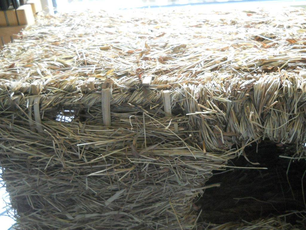 Mon vieux lapin s'y sent bien
