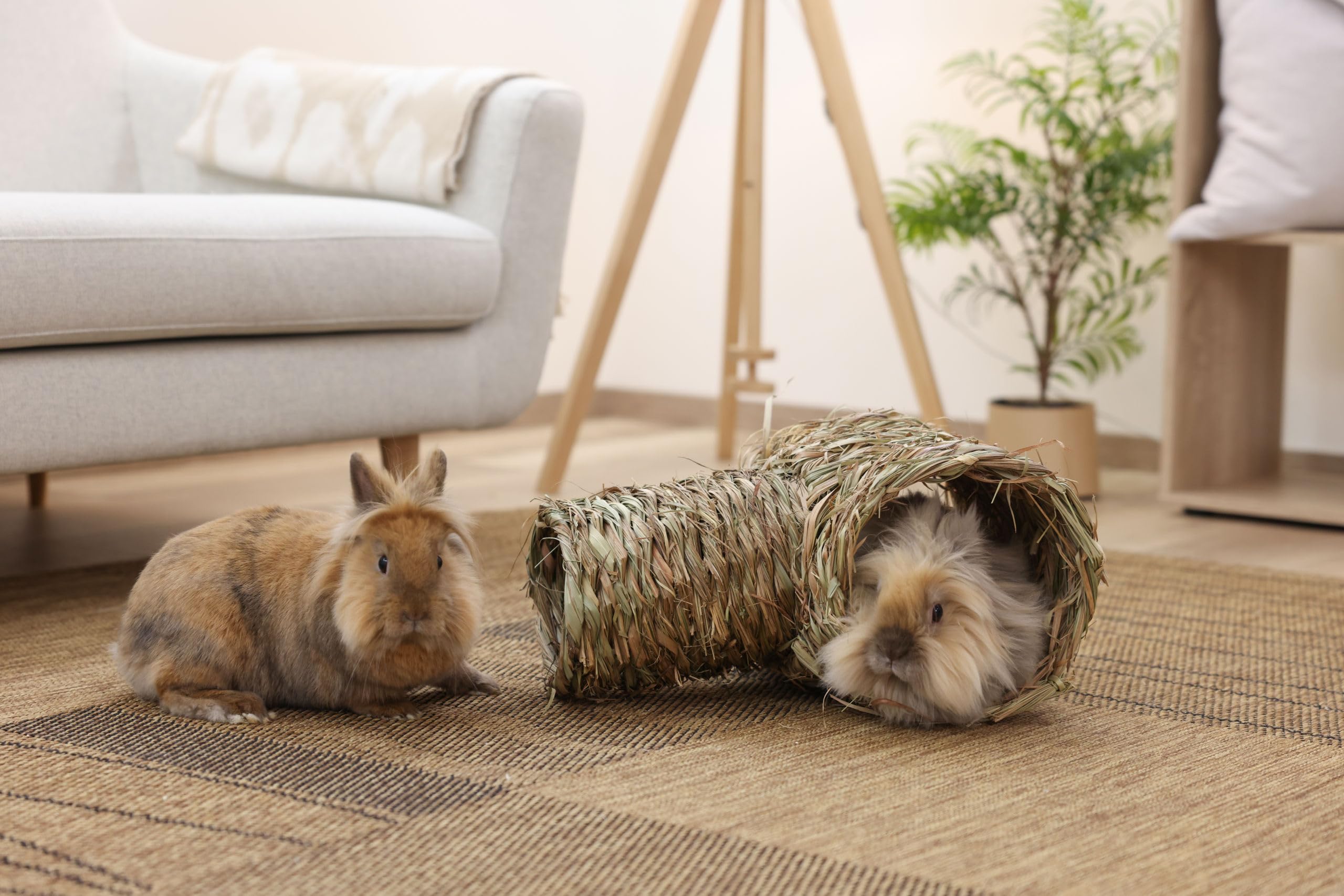 kerbl-pet-tube-d-herbe-en-2-parties-abri-pour-rongeurs-18x24-cm-24x30-cm image 2