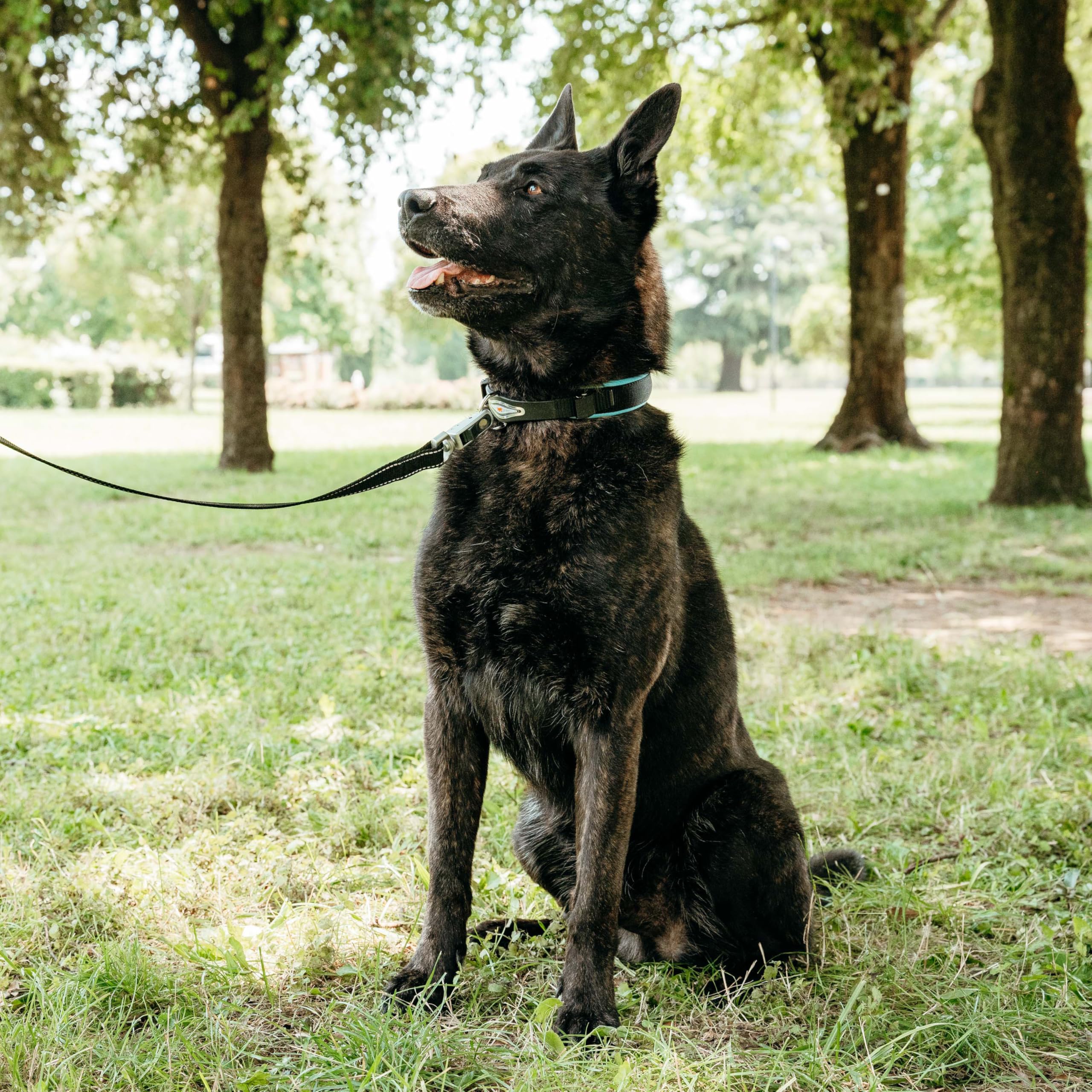 ferplast-collier-de-dressage-pour-chien-double-micro-ajustement-ergonomique-remb image 2
