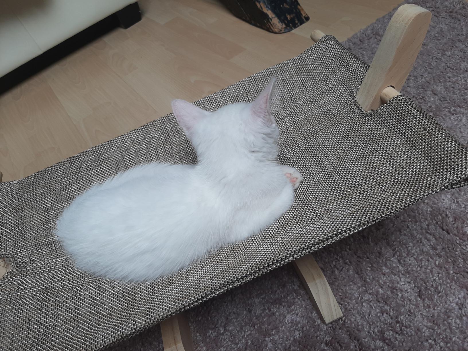 Ma vieille minette revit