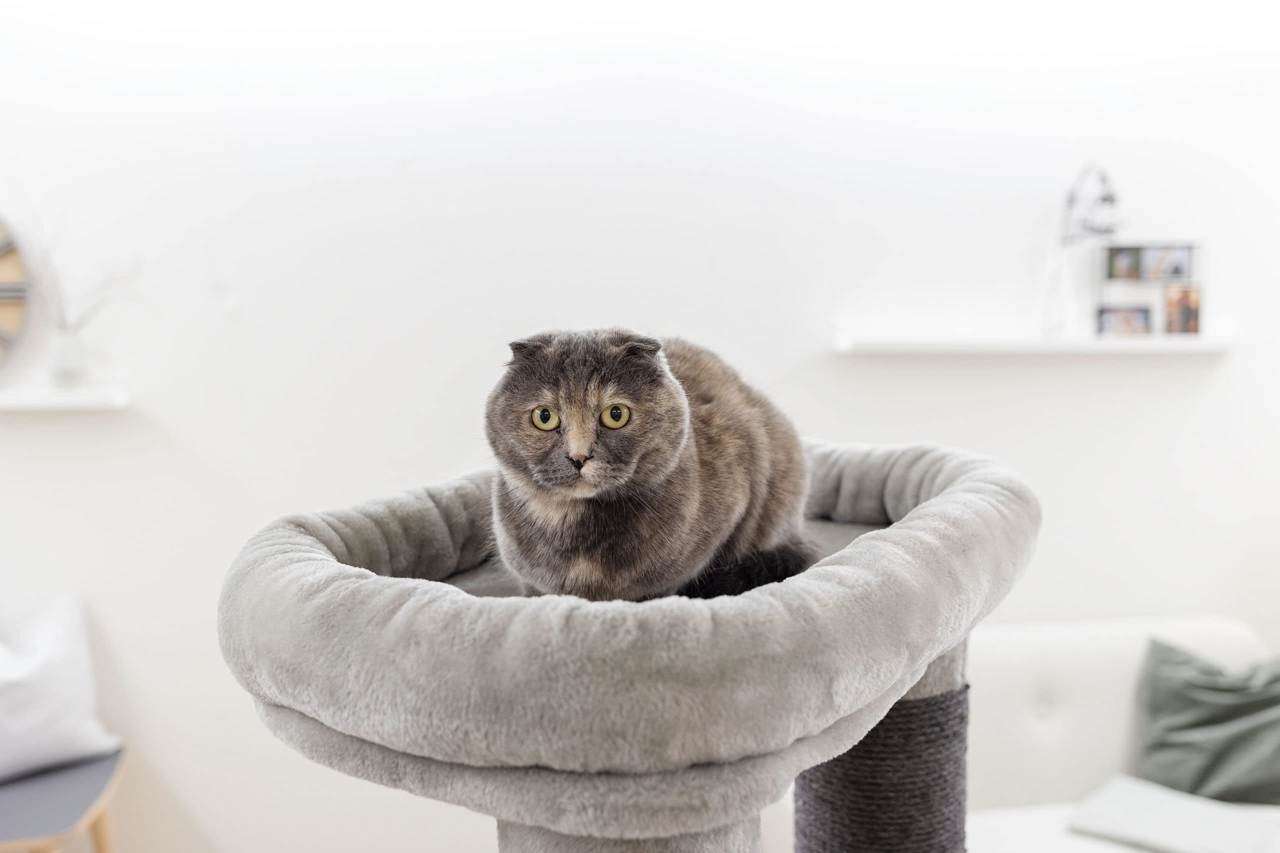 kerbl-pet-arbre-chat-benji-70x70x146-cm-pour-grands-chats image 6