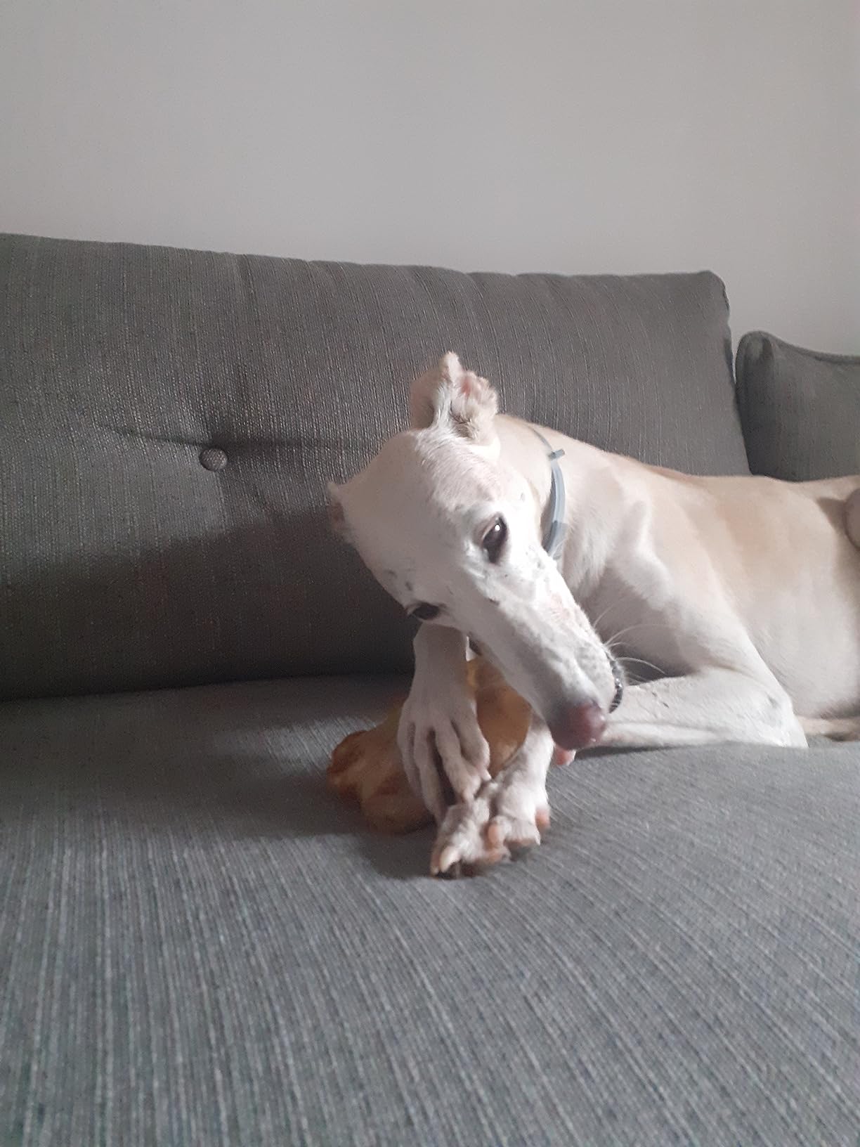Mon chien en est fou