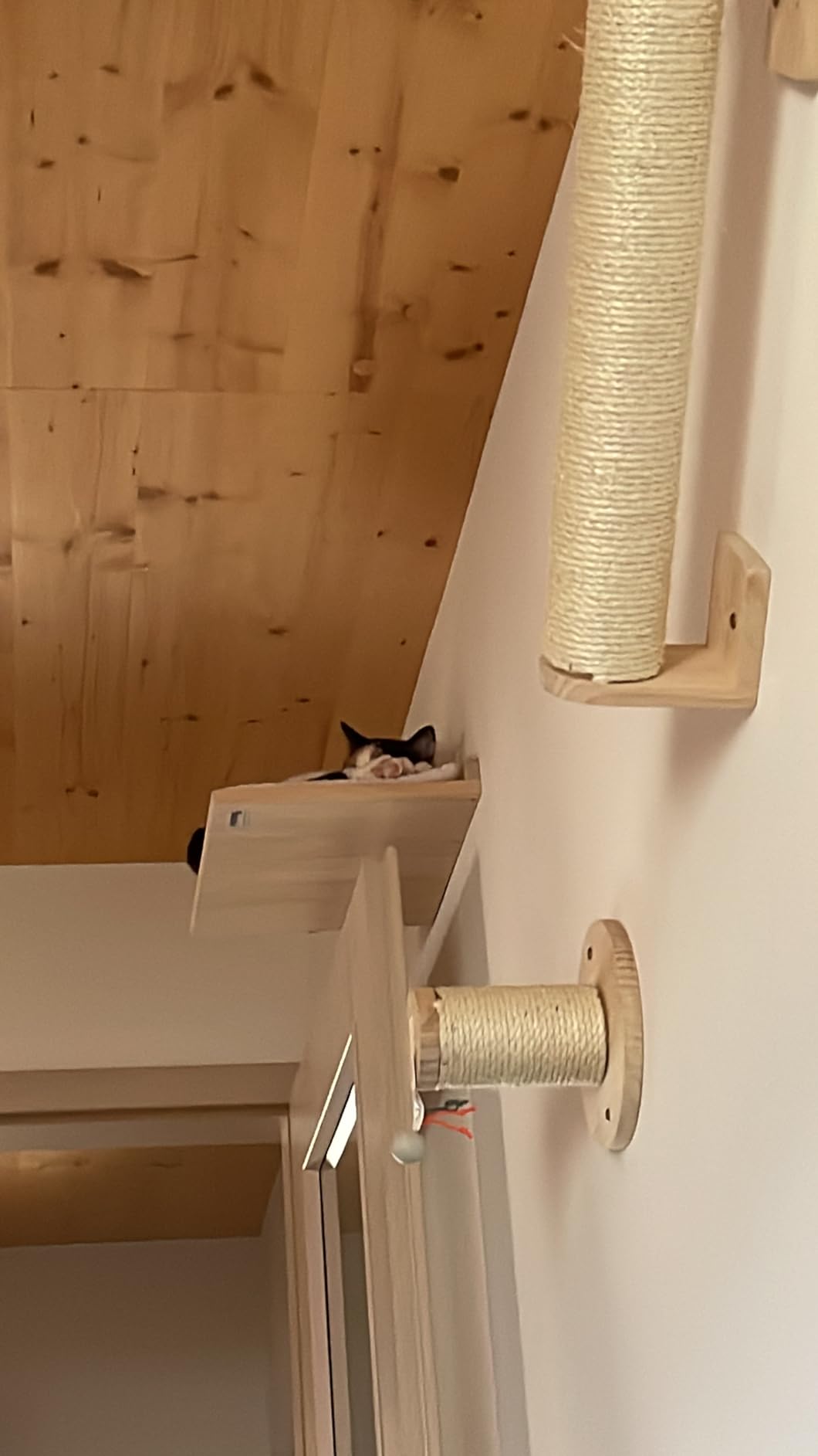 Mon chat ne descend plus