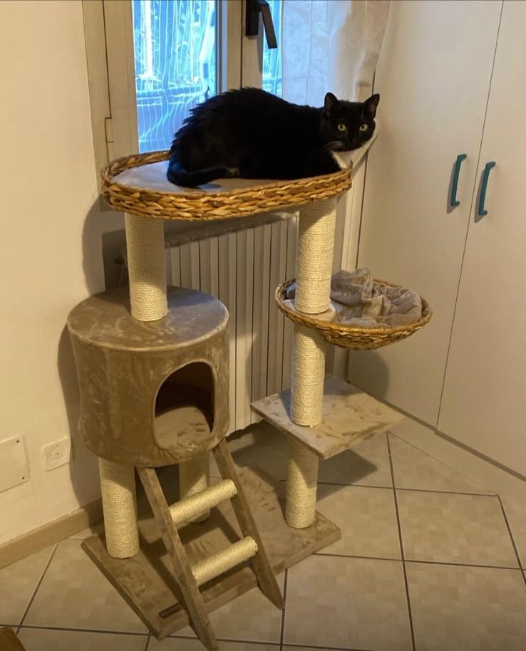 Adopté direct par mes deux chats