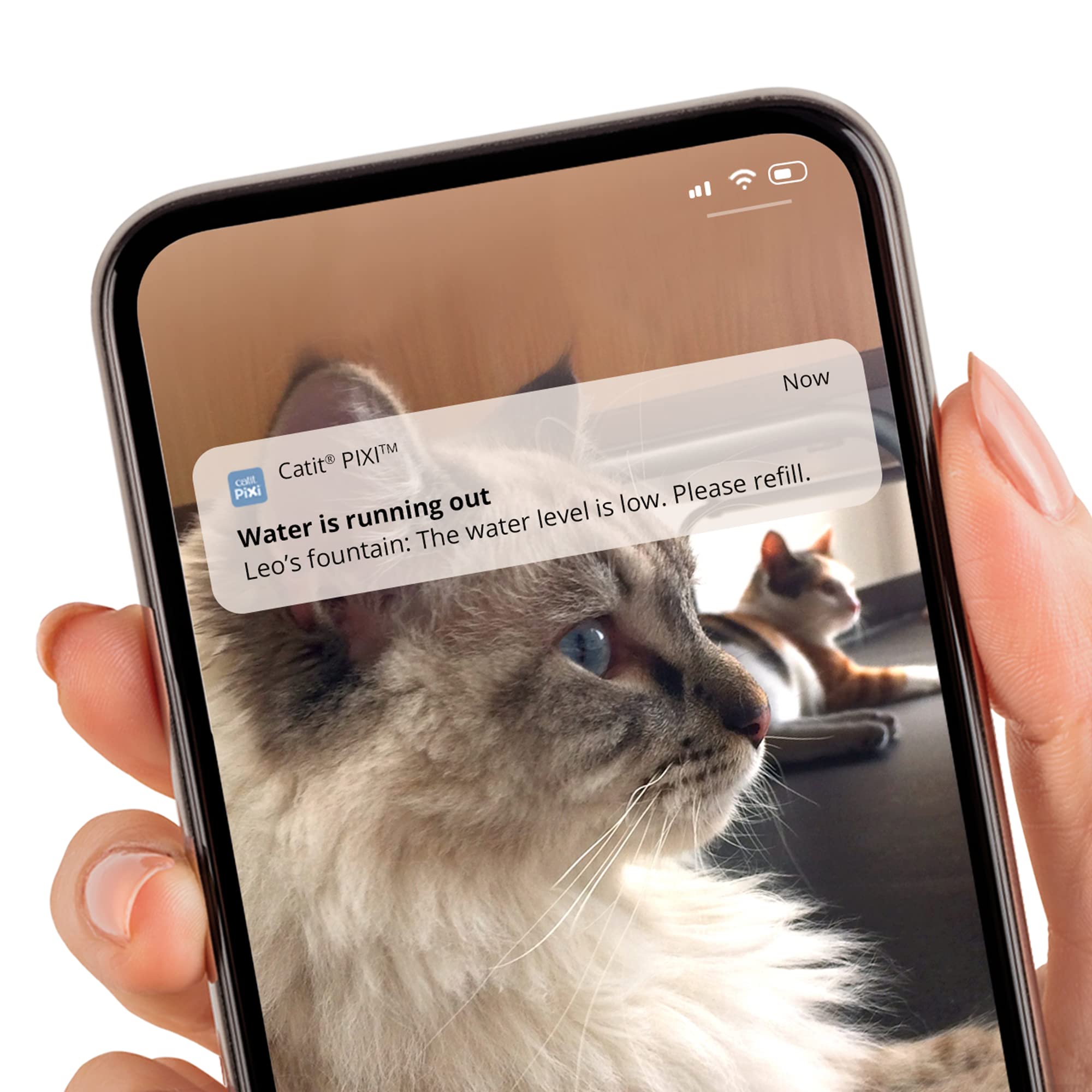 catit-pixi-fontaine-eau-intelligente-pour-chat-2-l-avec-wi-fi-et-st-rilisation-u image 4