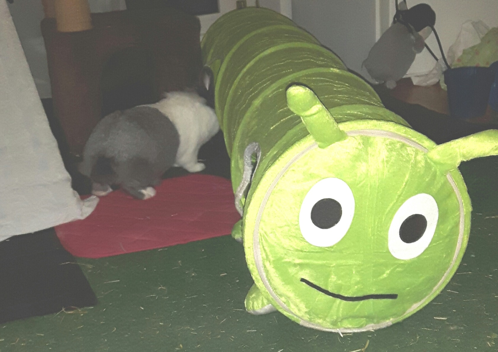Mon vieux chat s'amuse