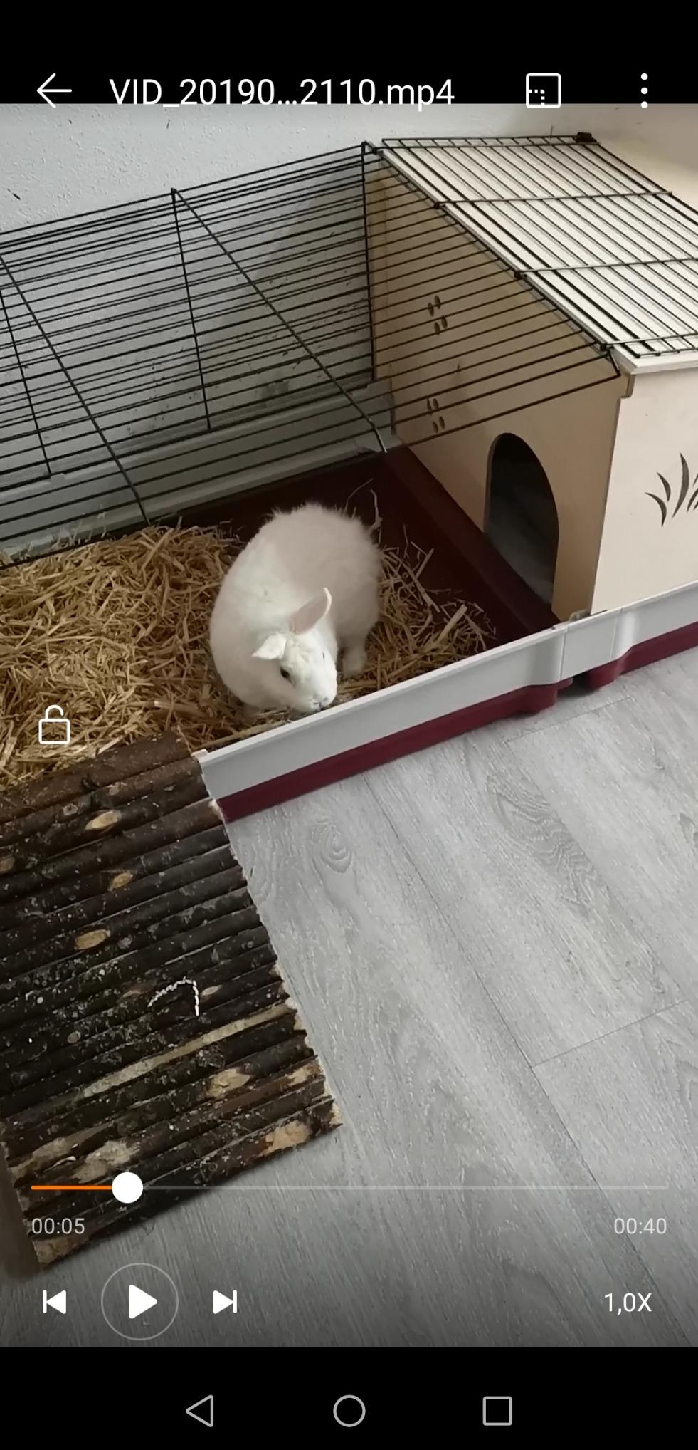 Palace pour mes cochons d'Inde
