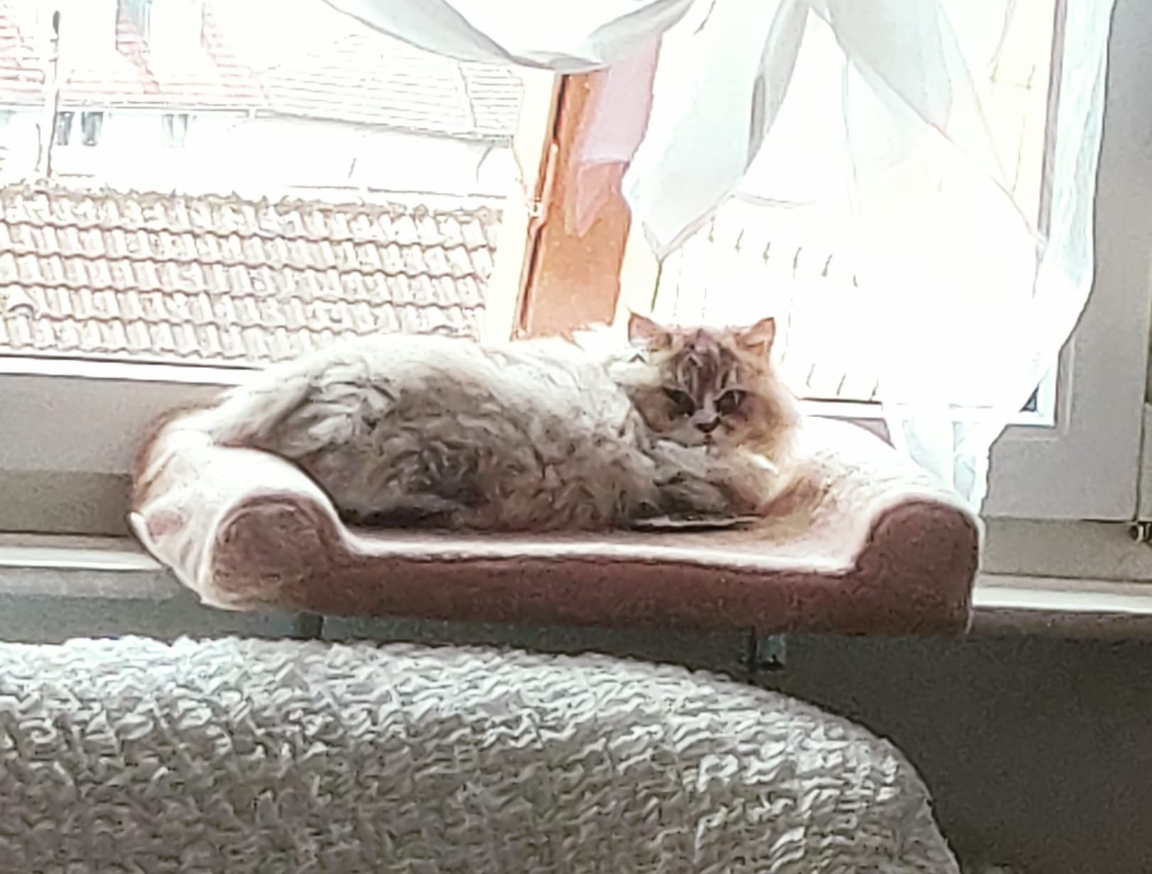 Parfait pour ma mamie chat