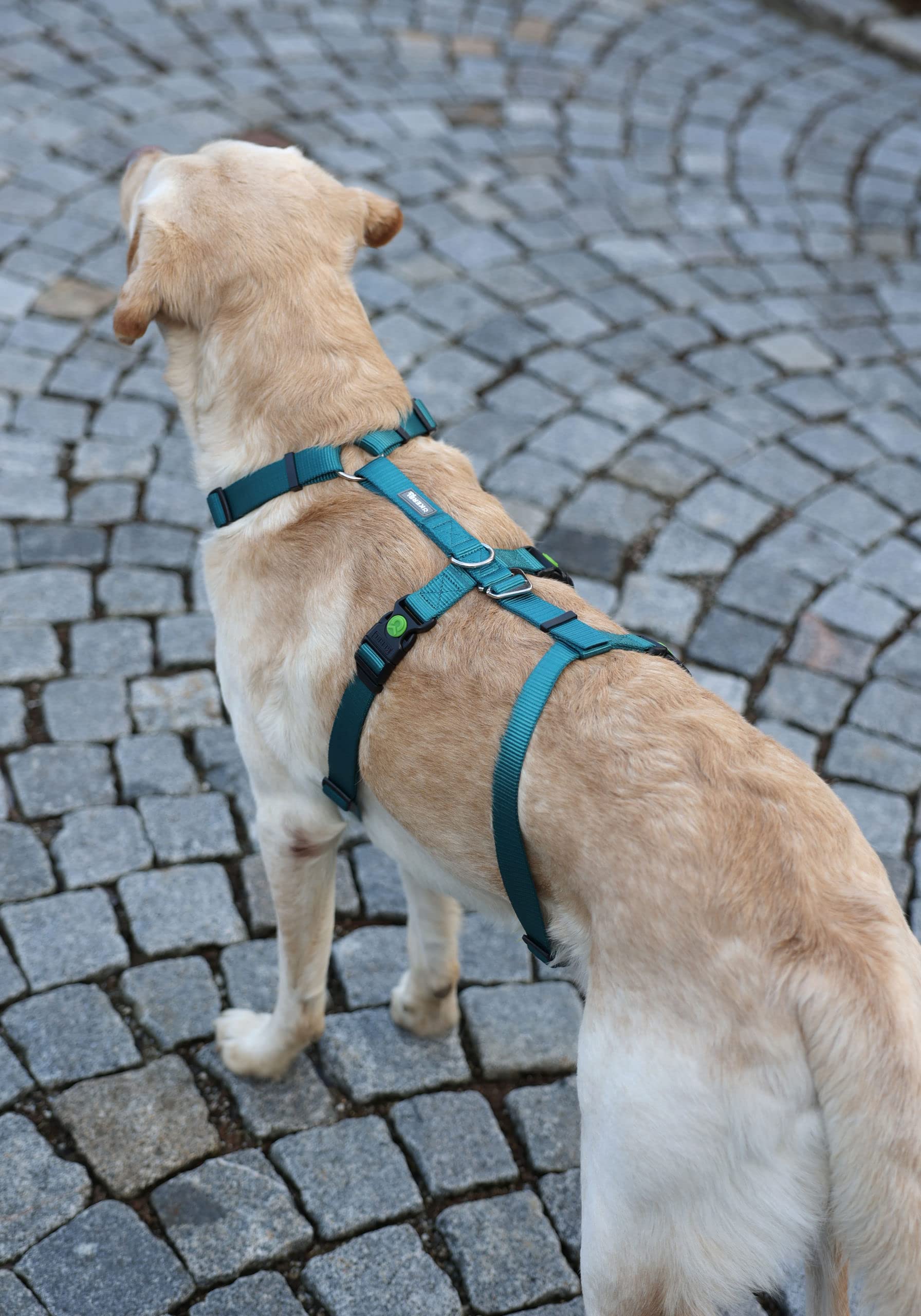 kerbl-pet-harnais-anti-panique-miami-p-trole-tour-de-cou-30-41-cm-sangle-15-mm image 4