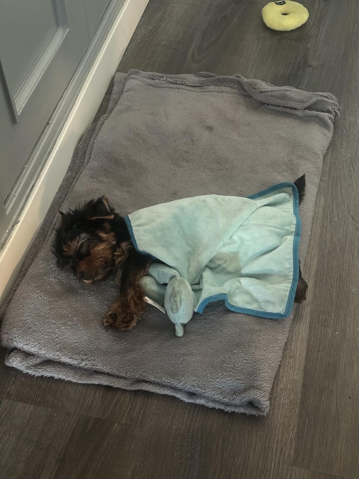 Idéal pour chiot anxieux