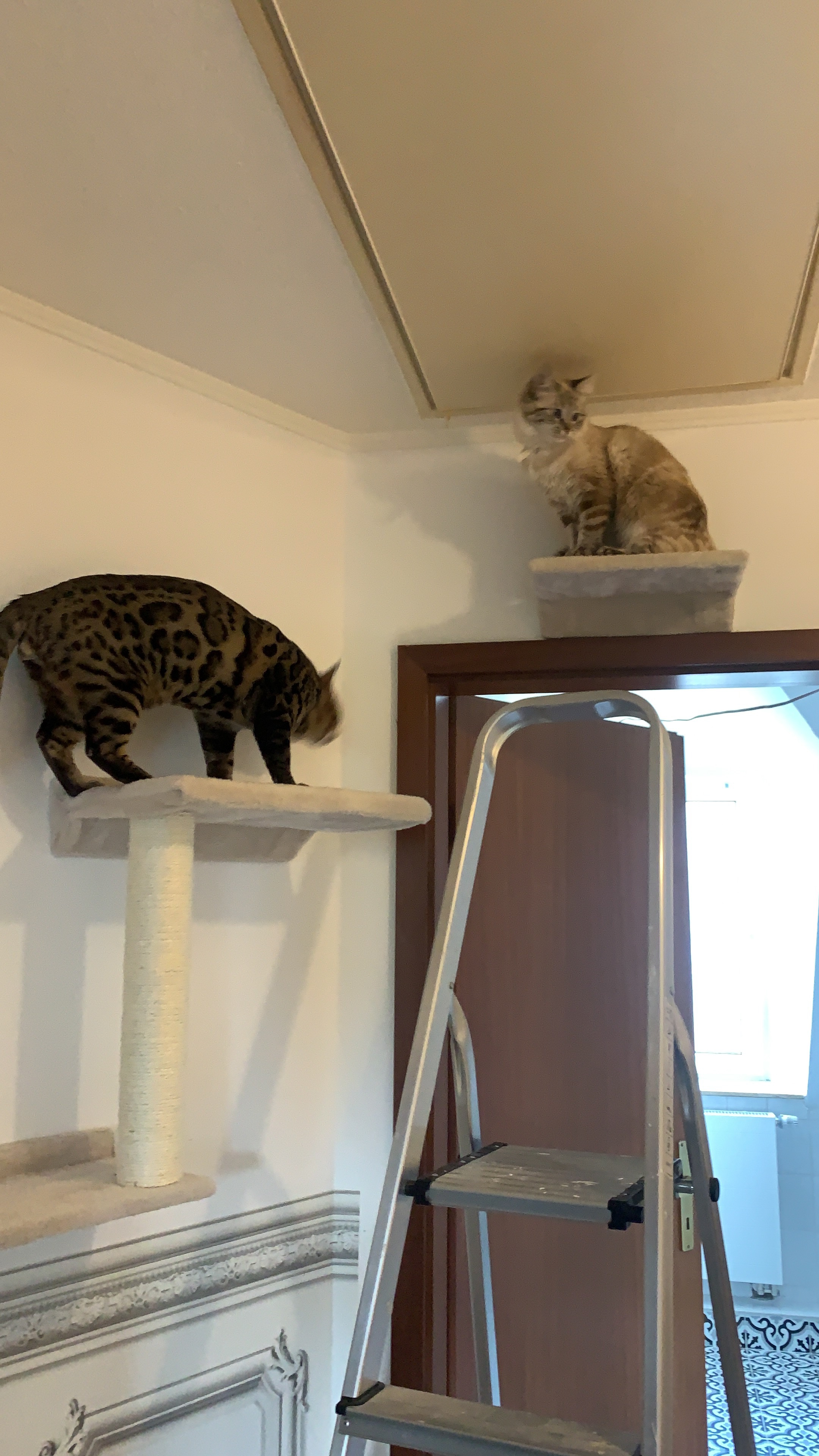 Idéal pour chat d'intérieur
