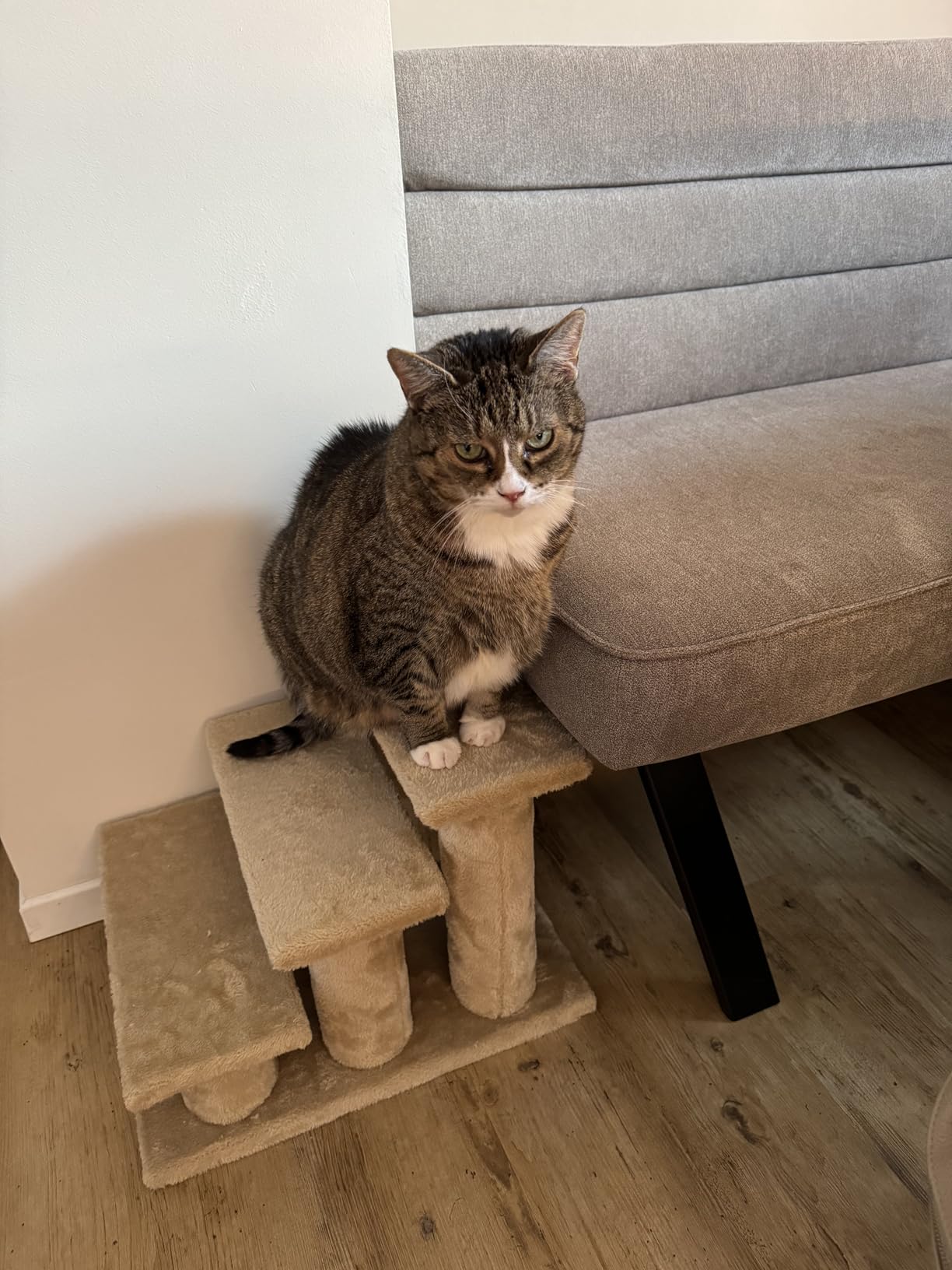 Mes chats l'adorent