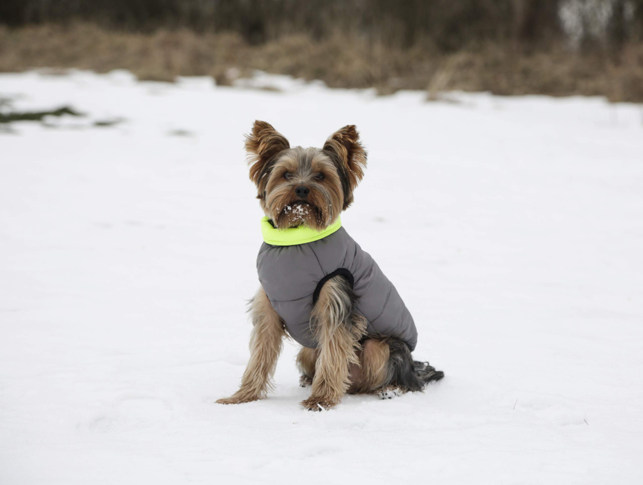 kerbl-pet-manteau-matelass-charmonix-gris-jaune-taille-l-45-cm image 7