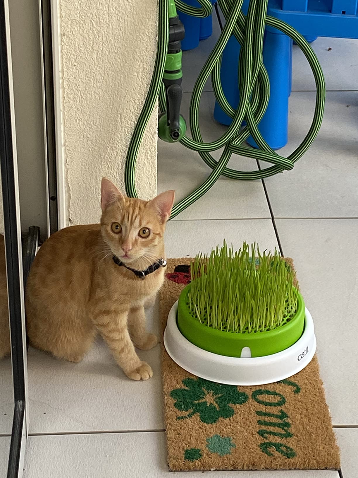 Mon chat adore brouter