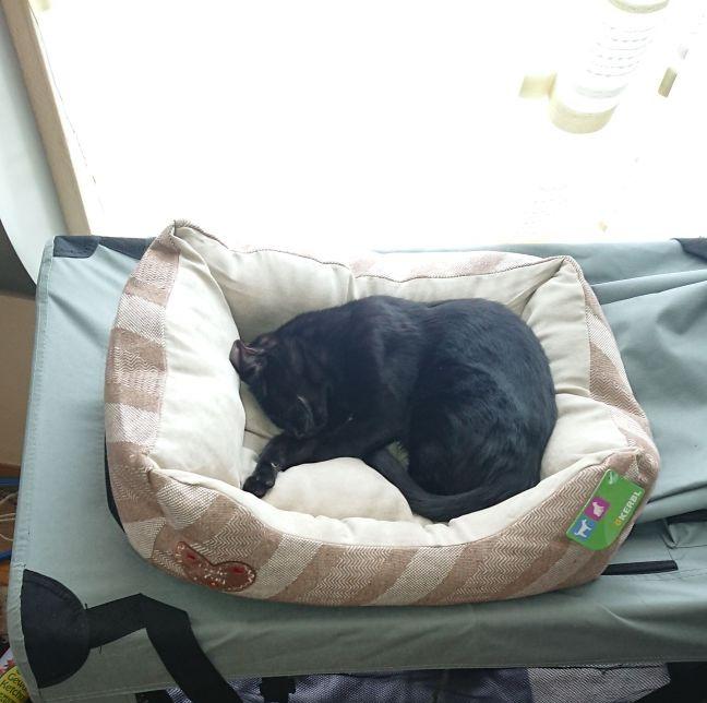 Ma minette ronronne dedans
