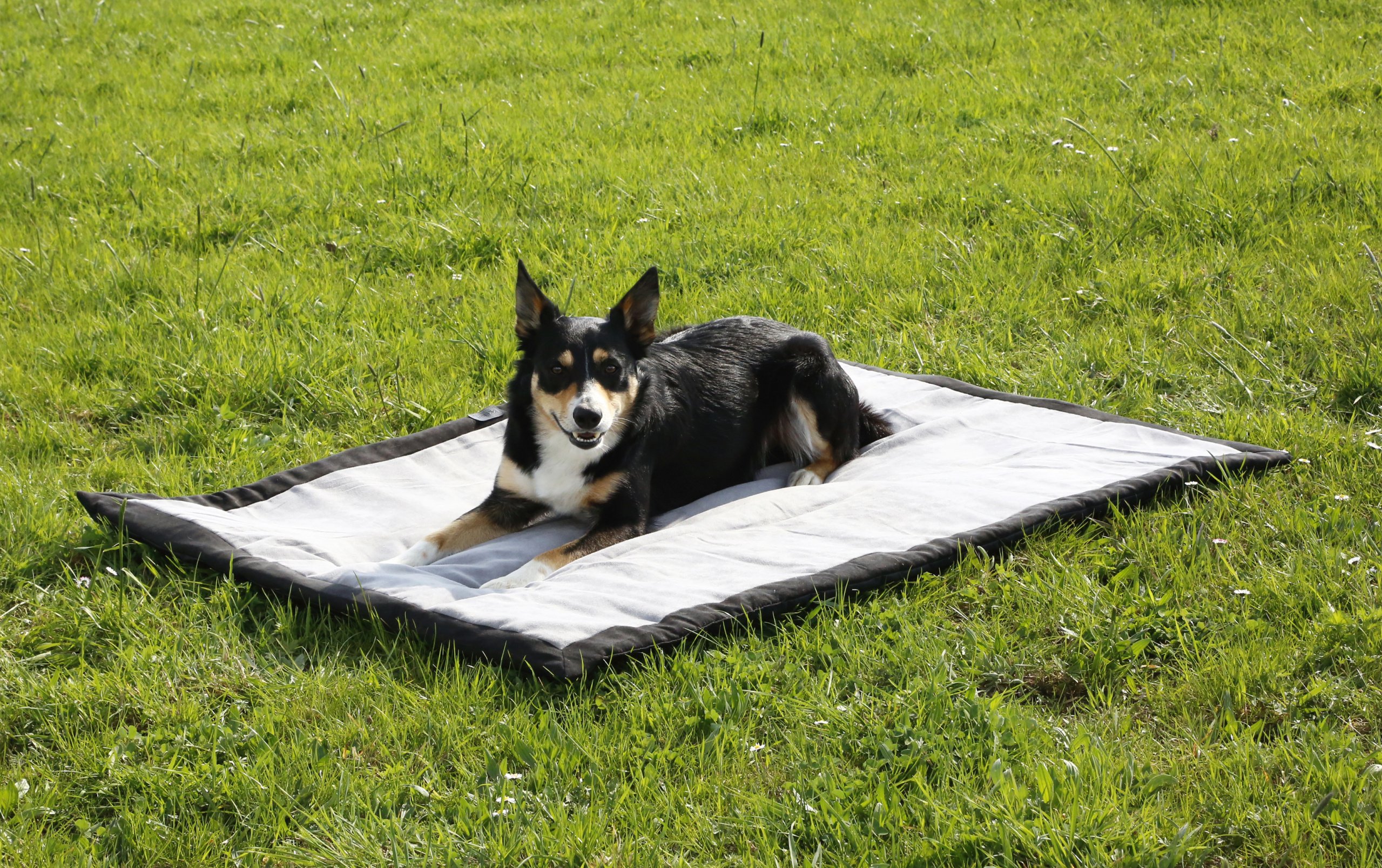 kerbl-couverture-pour-chien-trip-gris-noir-140-x-100-x-4-cm-imperm-able image 7