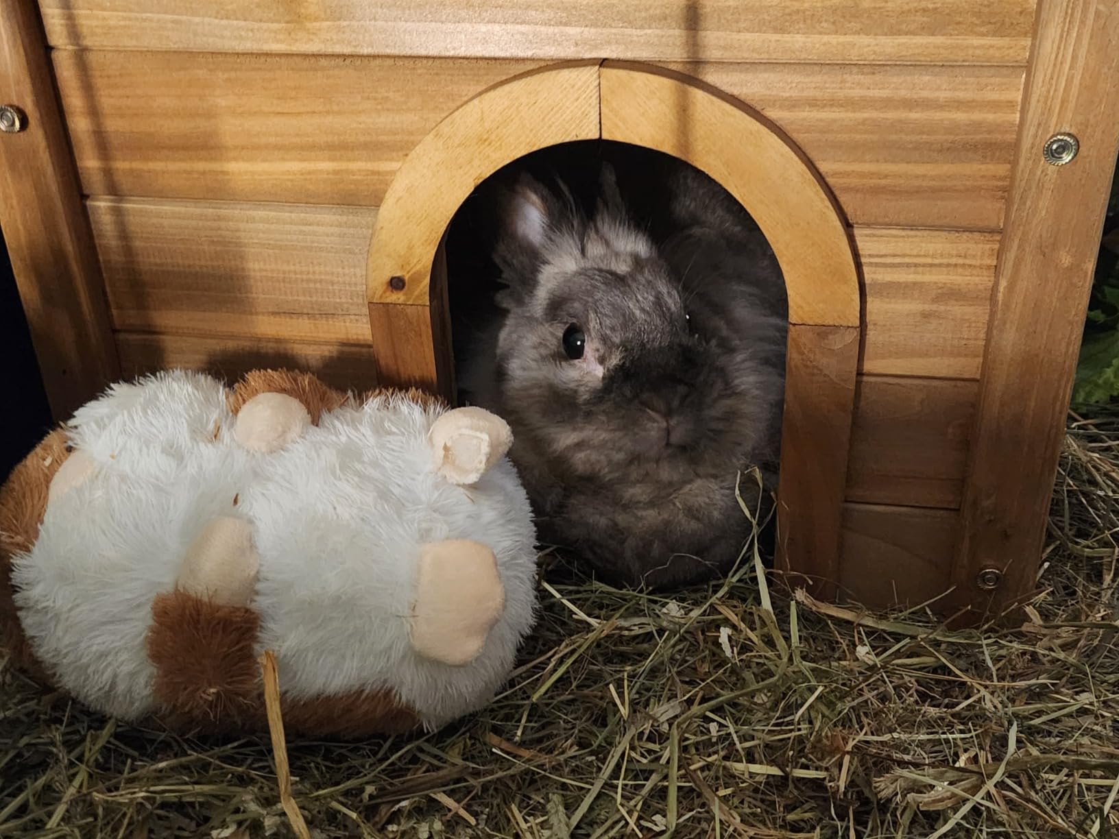 Idéale pour lapins dehors comme dedans