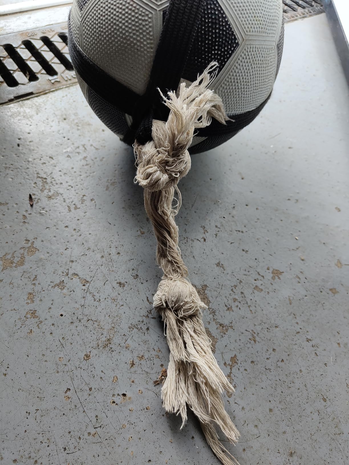 Le préféré de mon beagle