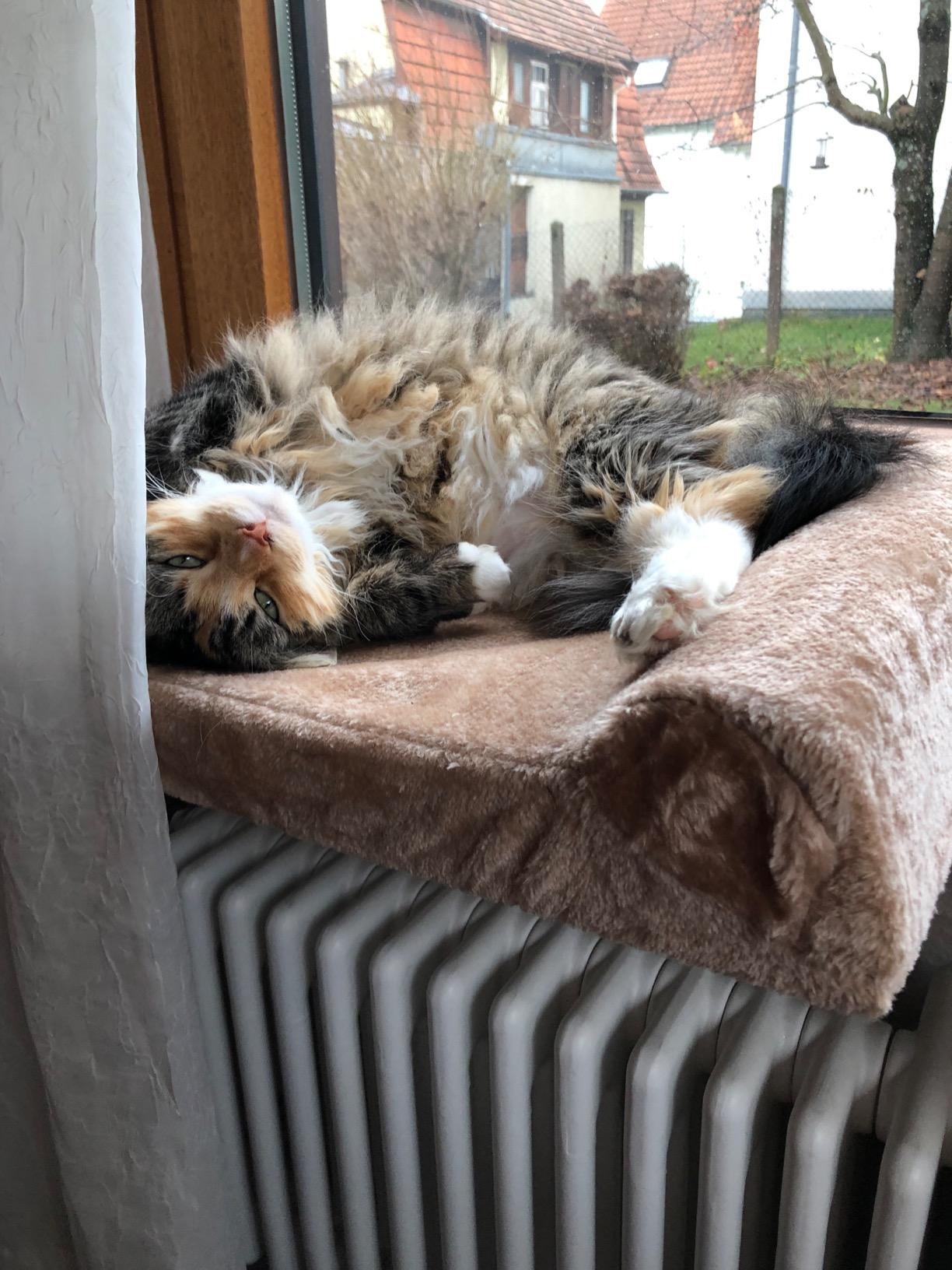 Validé par deux chats