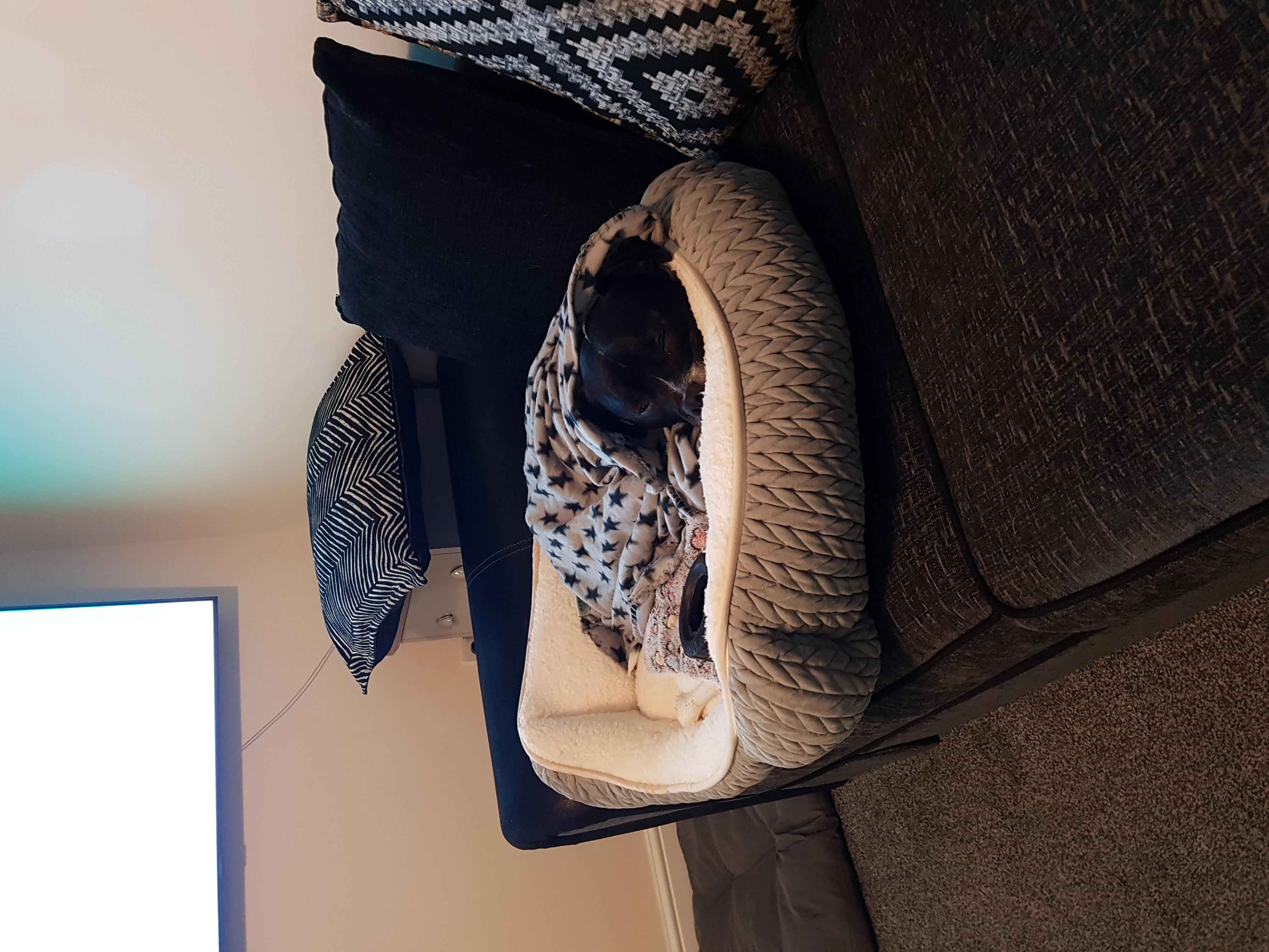 Trop légère pour gros chien