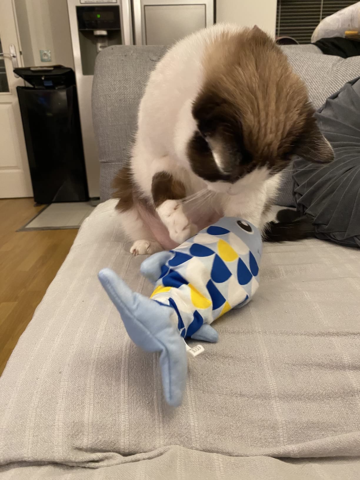 Mon chat est fan
