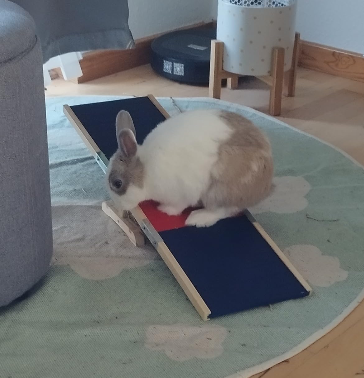 Mon cochon d'Inde adore