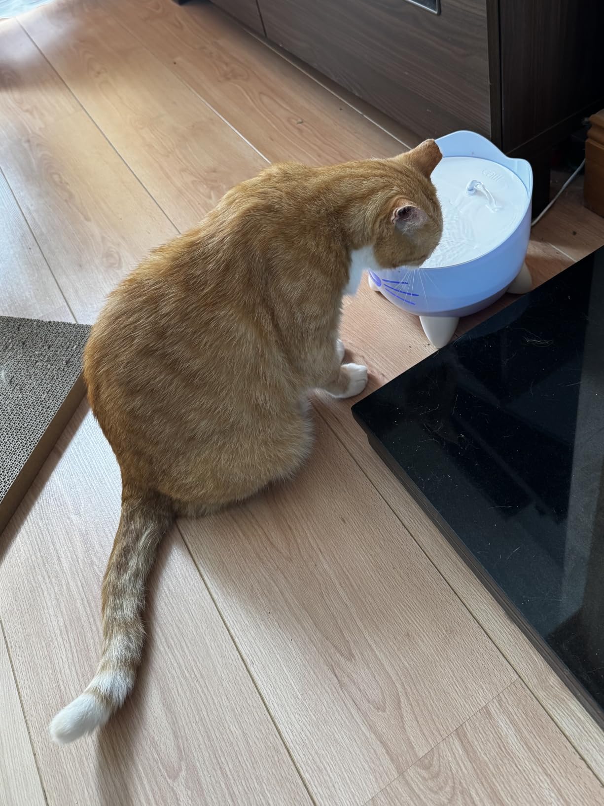 Chat conquis en 48h