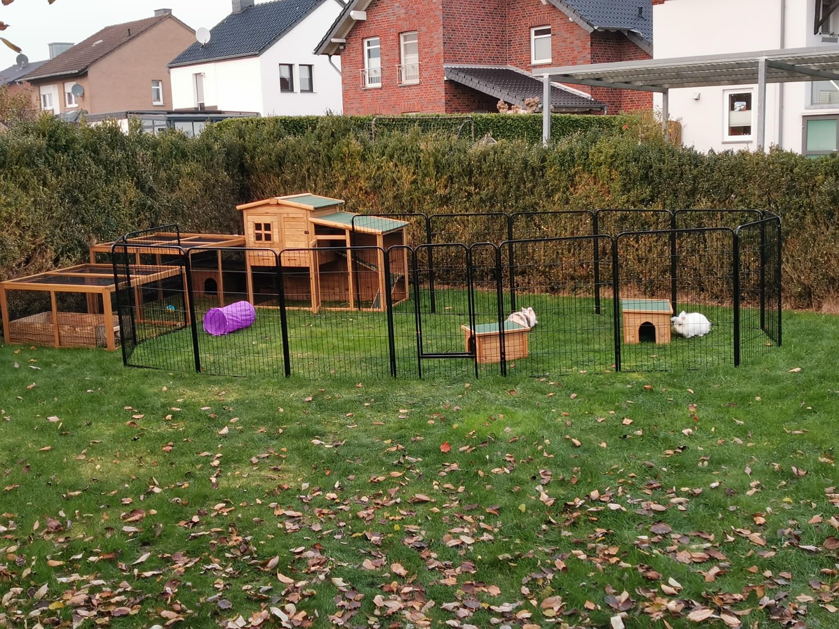 Mes lapins revivent