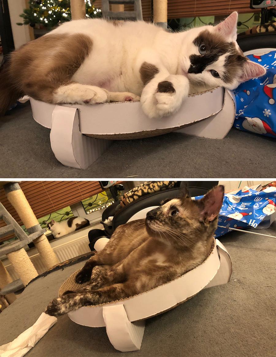 Sympa mais pas pour gros chats