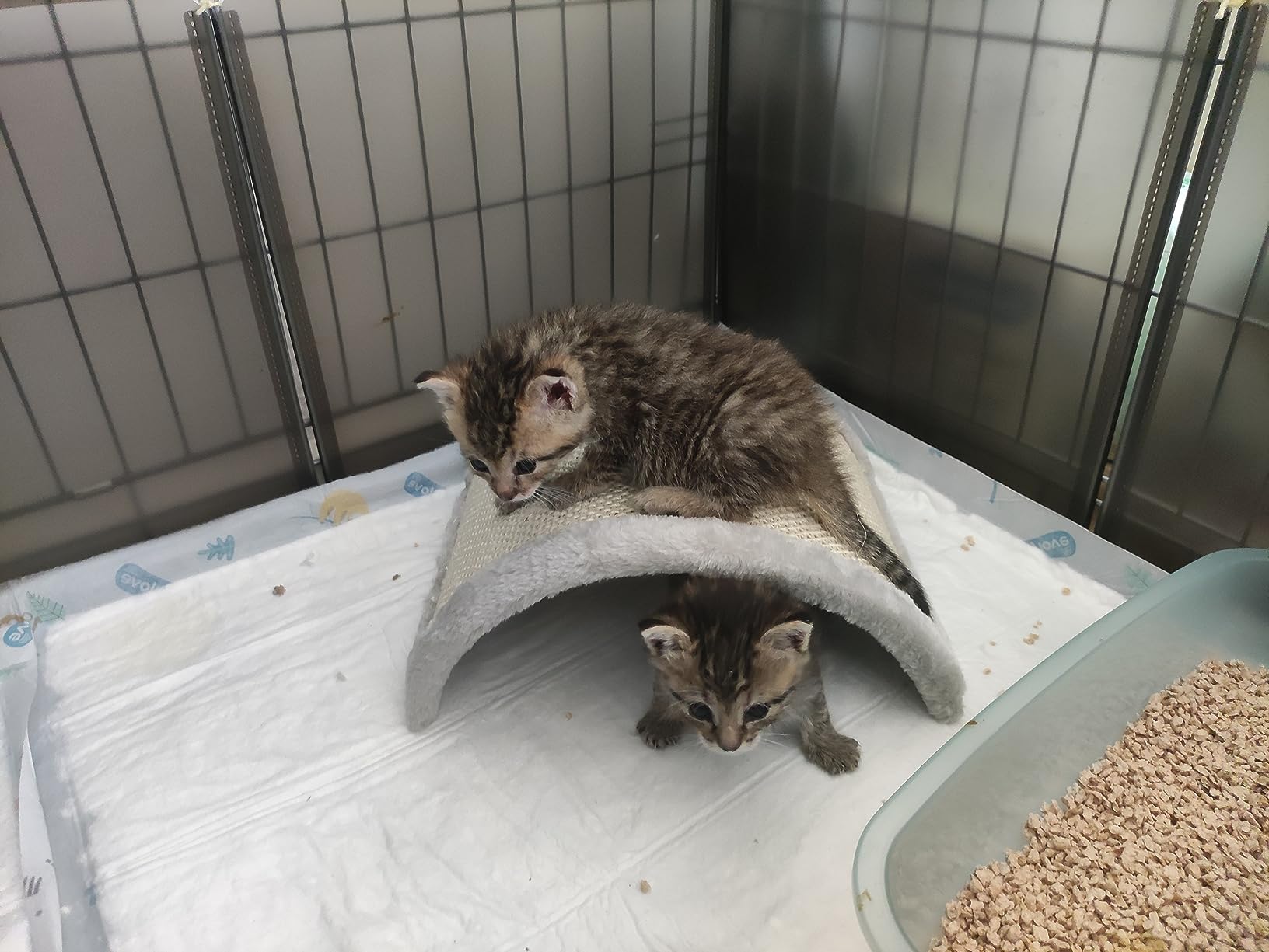Mon chat a adopté immédiatement