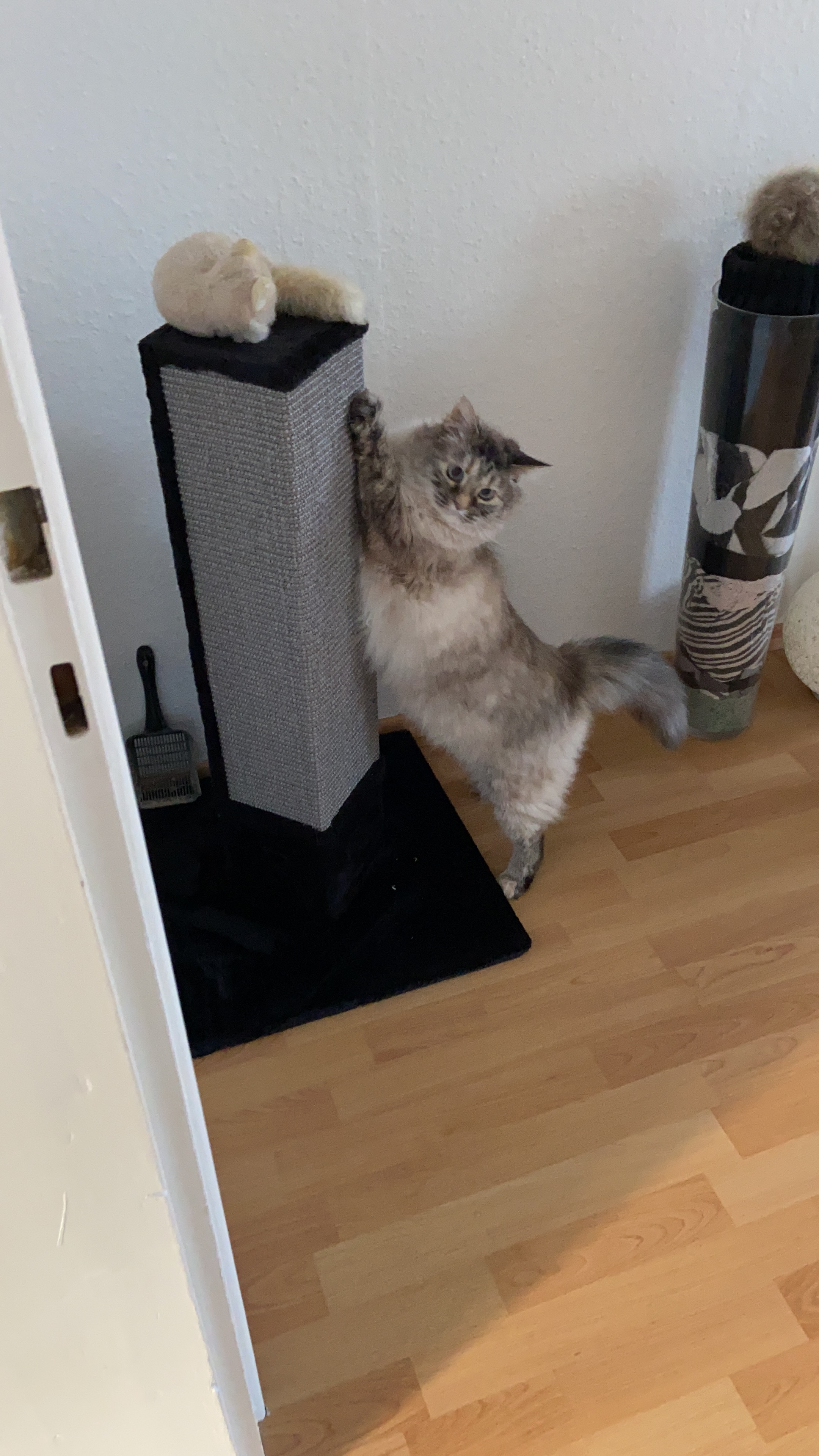 Montage facile, chat heureux