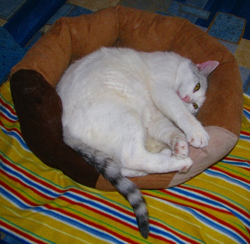 Mignon mais petit