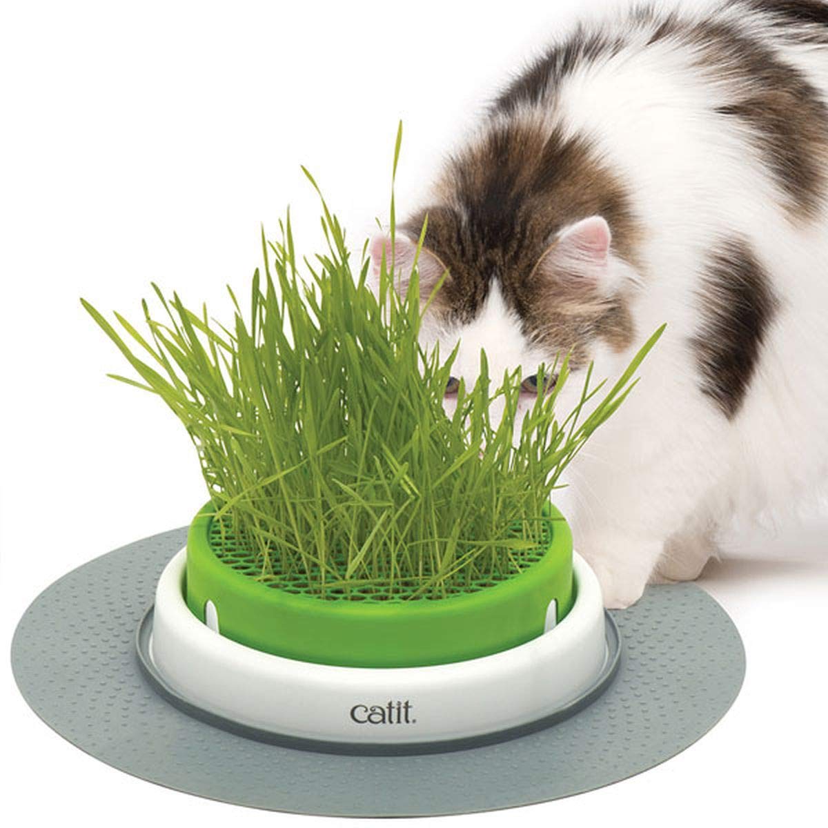 catit-senses-2-0-jardin-d-herbe-pour-chat-jardini-re-basse-stable-avec-drainage image 1