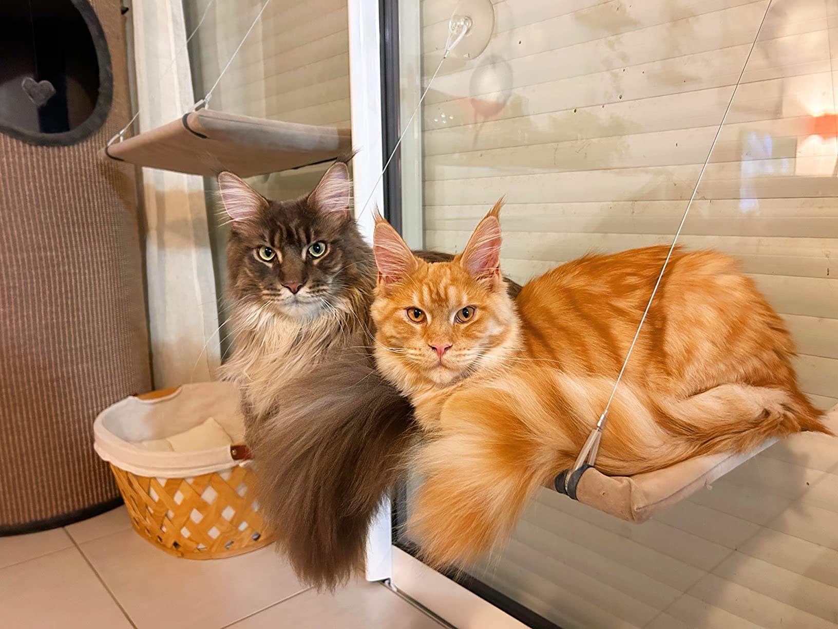 Solide même pour gros chat