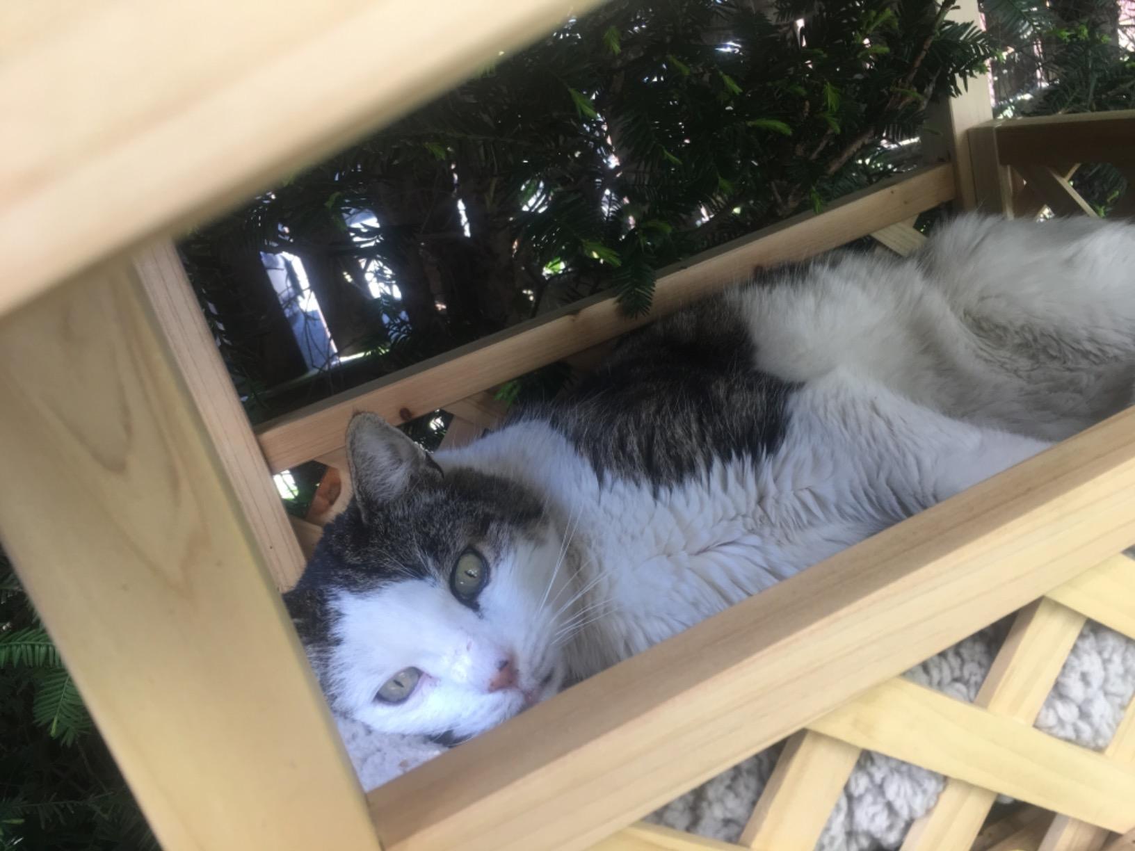 Palace pour minou du jardin