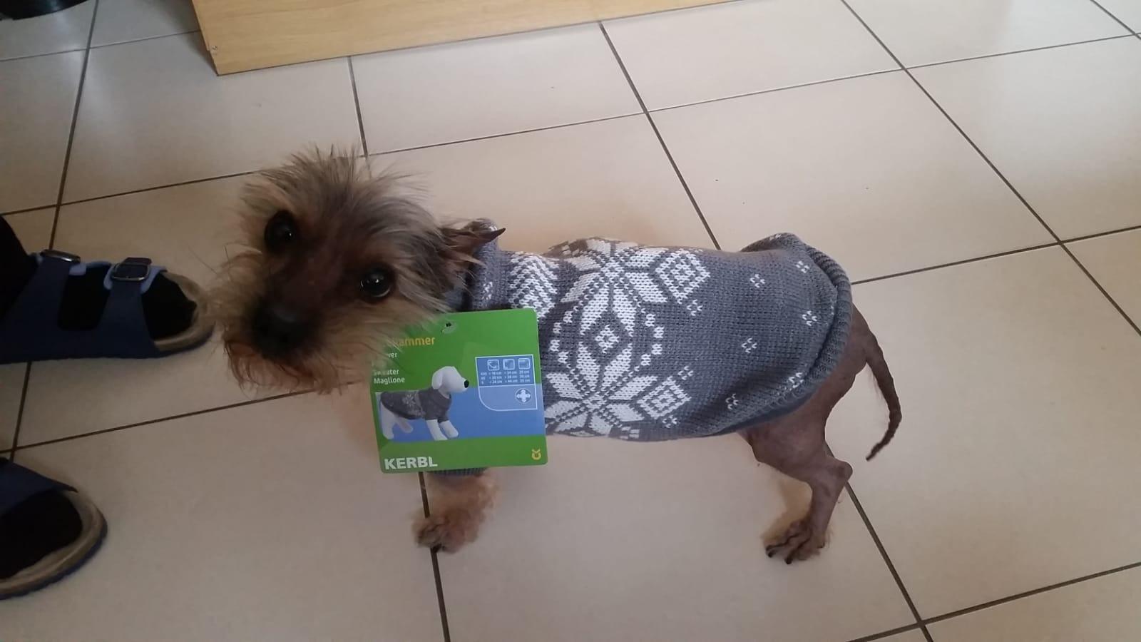Mon bébé chien l'adore