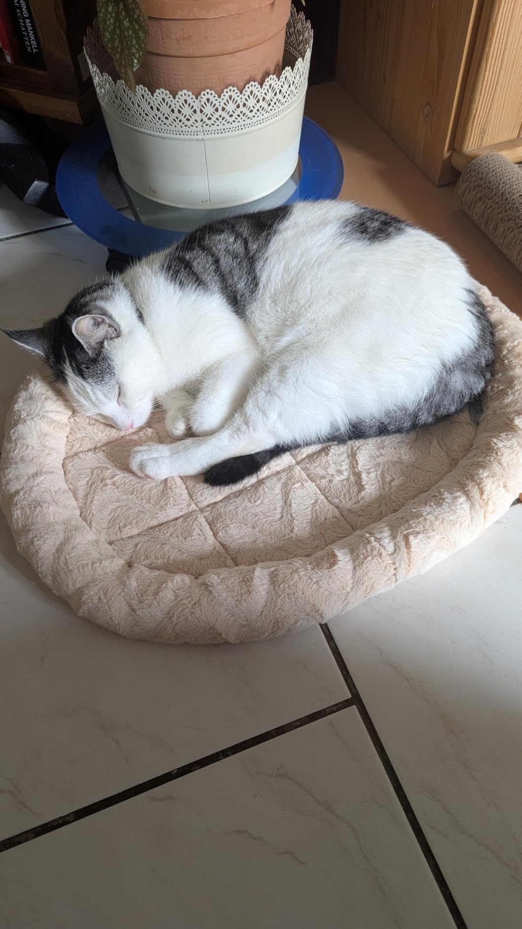 Dodo adoré par mon chien