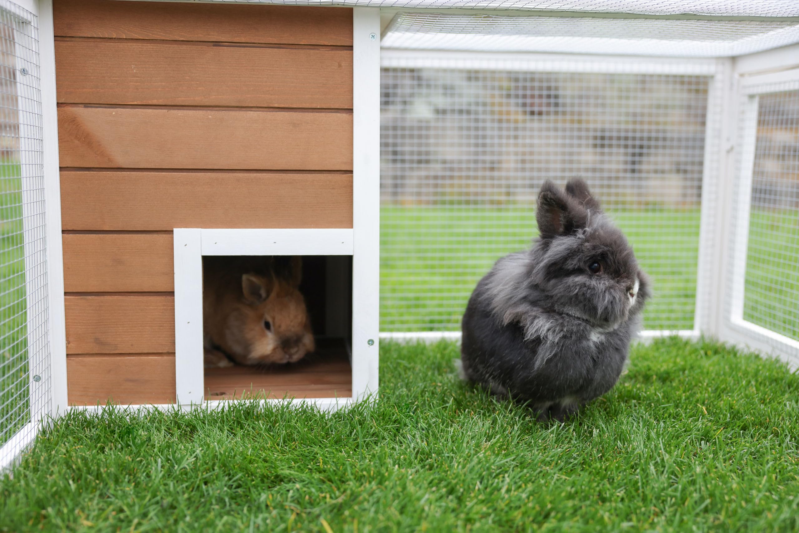 kerbl-pet-enclos-ext-rieur-avec-abri-int-gr-132x102x59-cm-pour-lapin-maison-en-b image 4